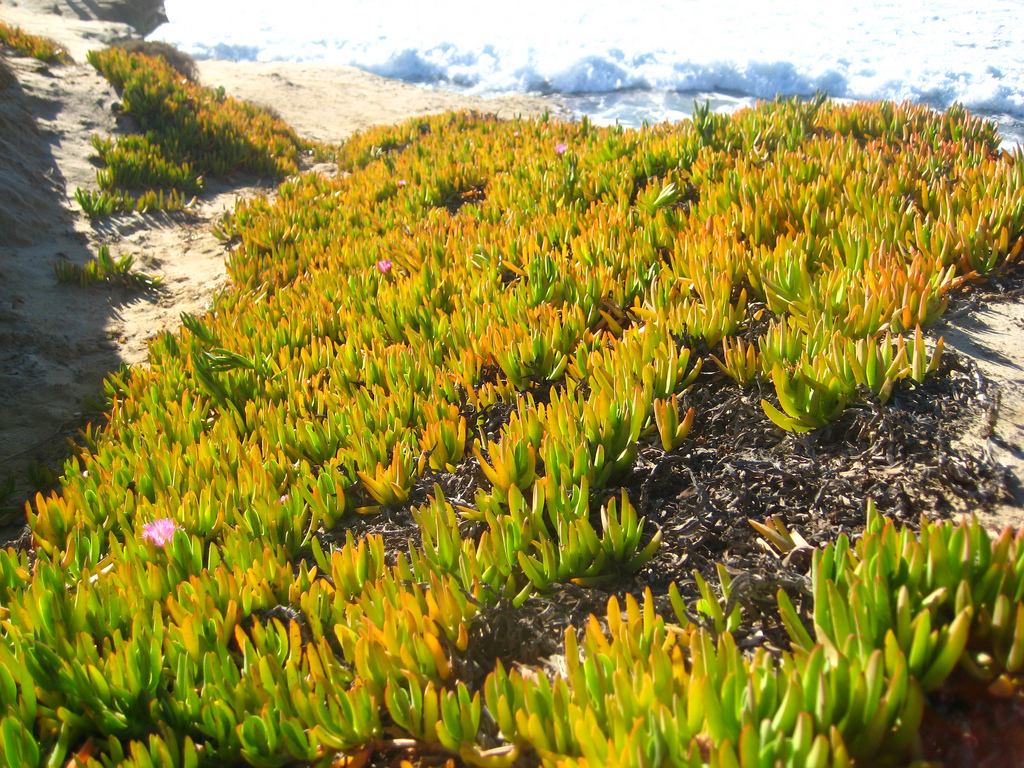 کارپوبروتوس ادولیس